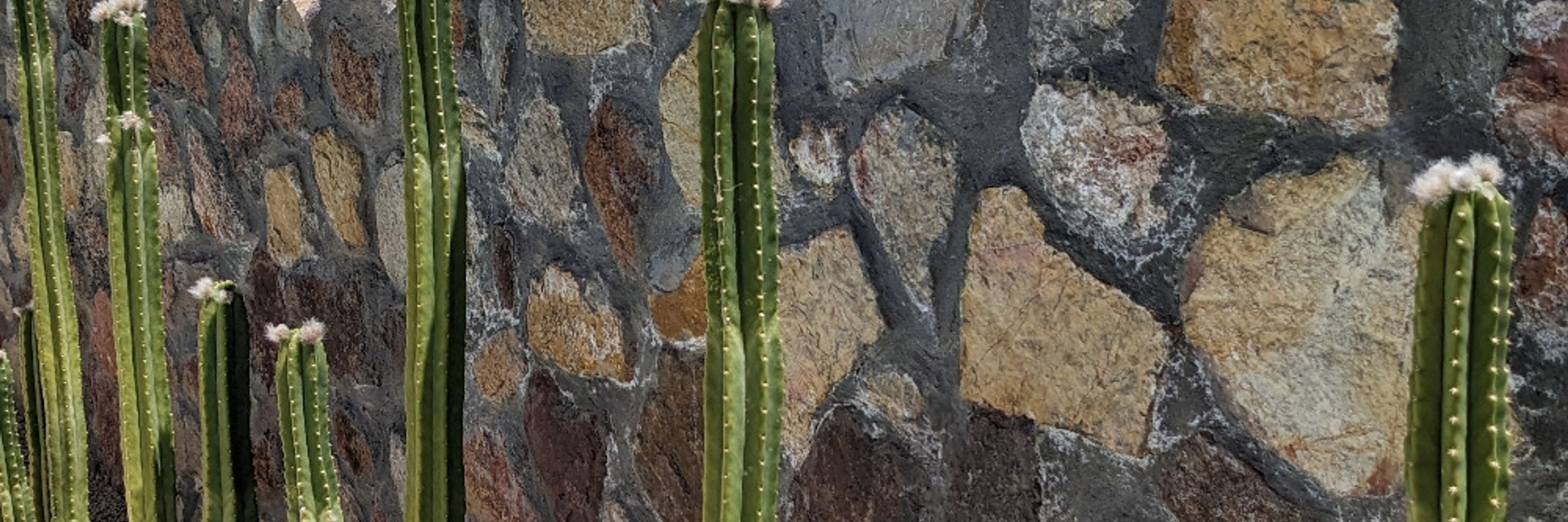 🌵 ᑕᕼᖇIᔕ GᖇᑌᑎᗪEᗰᗩᑎᑎ