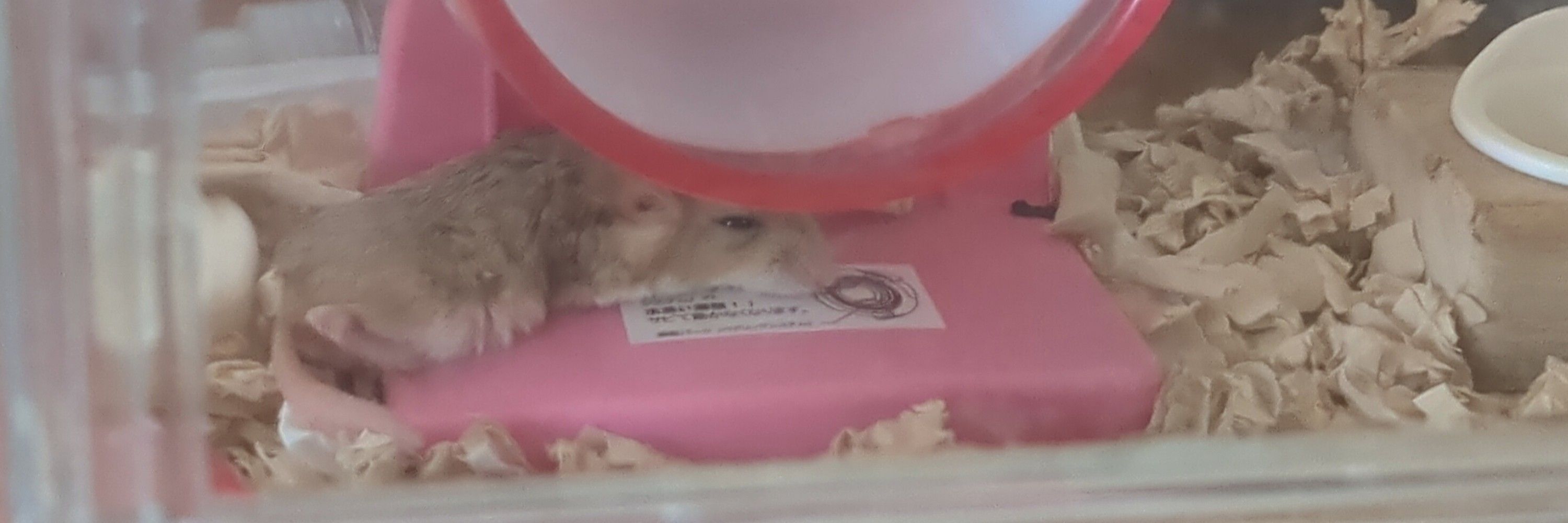 いと