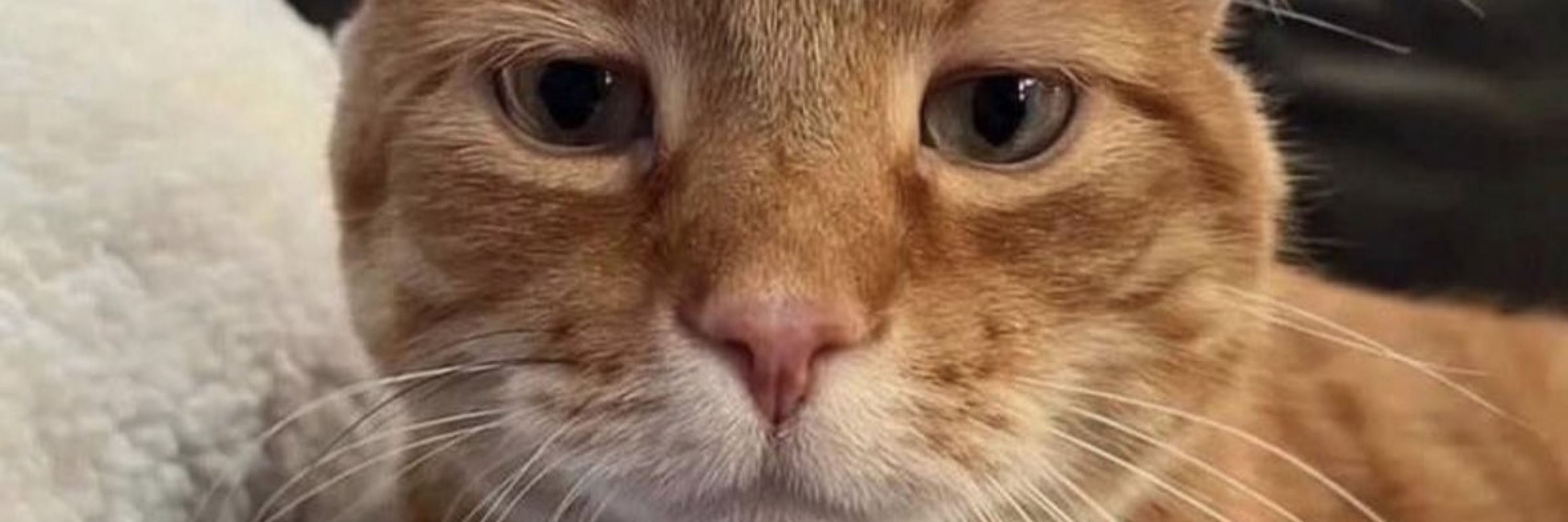 Hihi