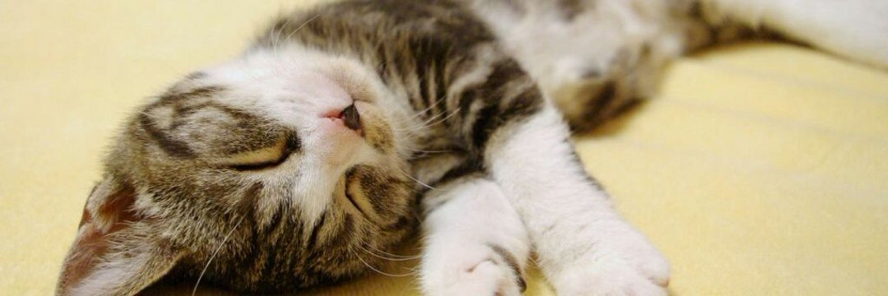 こねこ