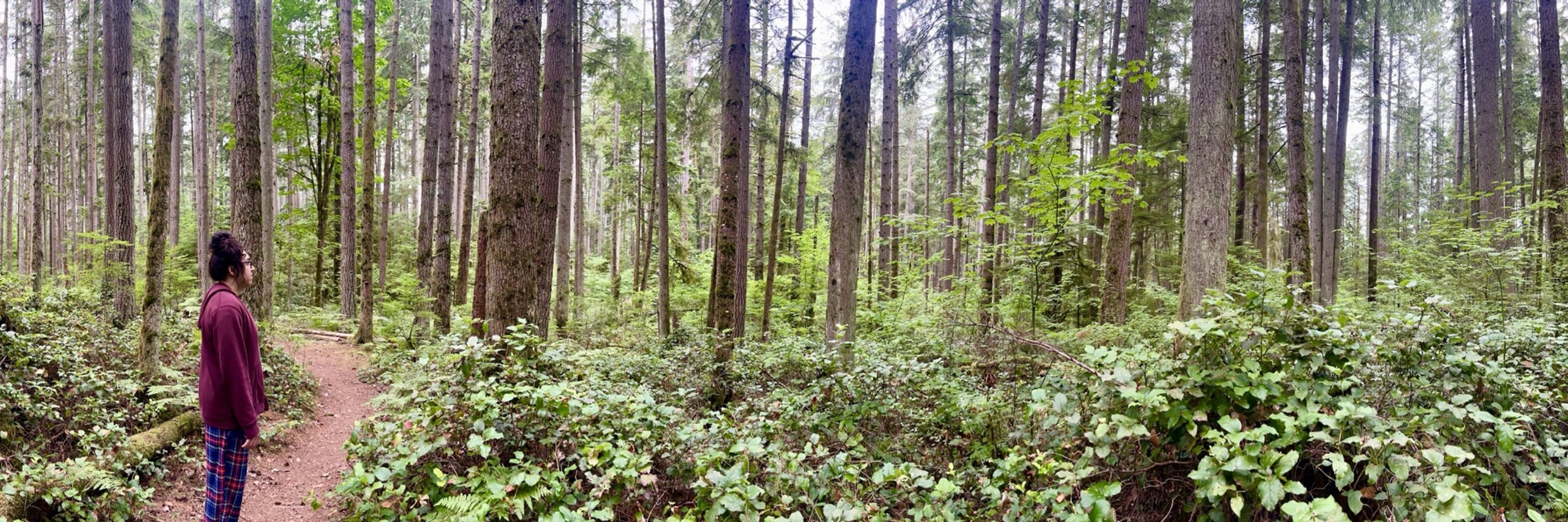 Hooven Forest