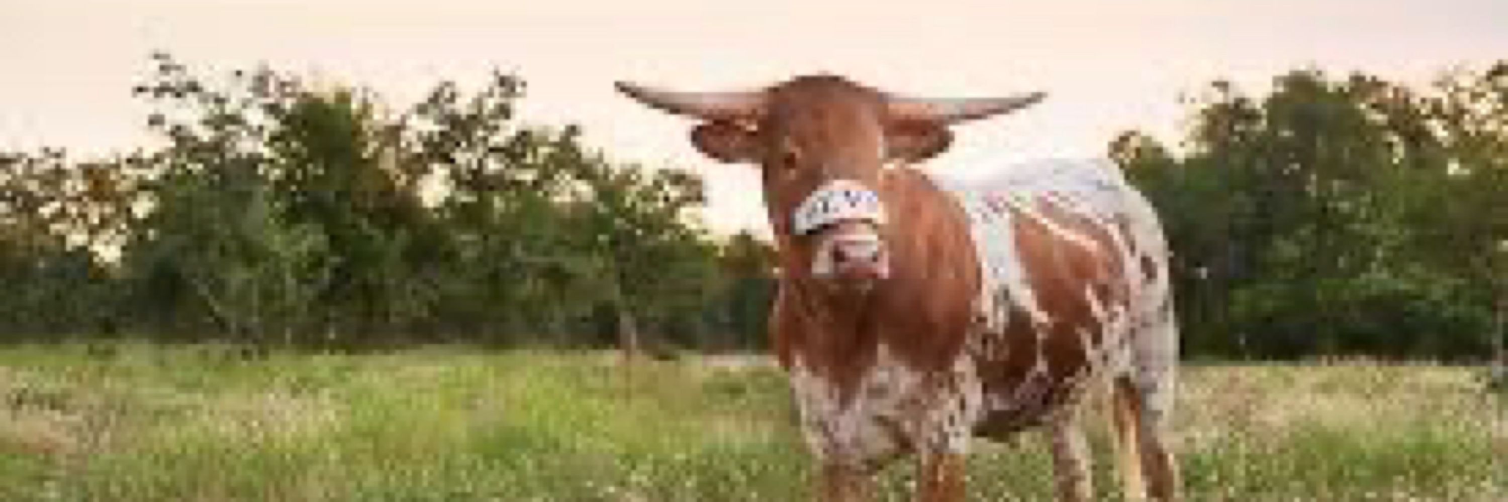 Julie-VegasLonghorn