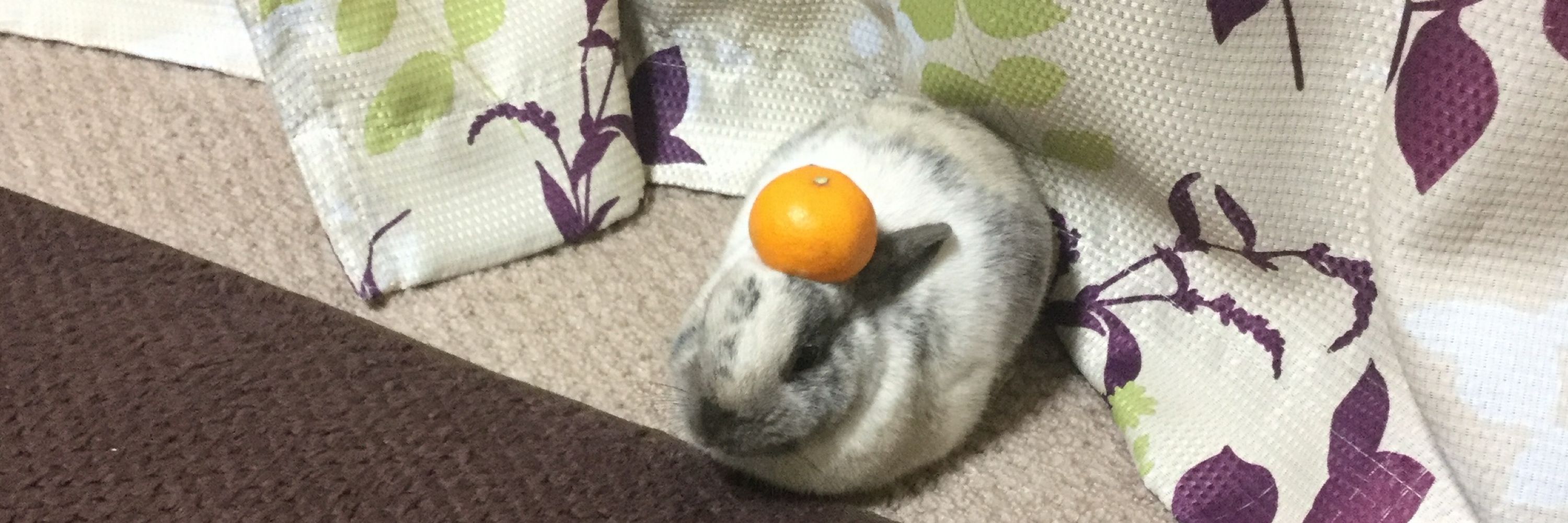 砂糖 ちゃま