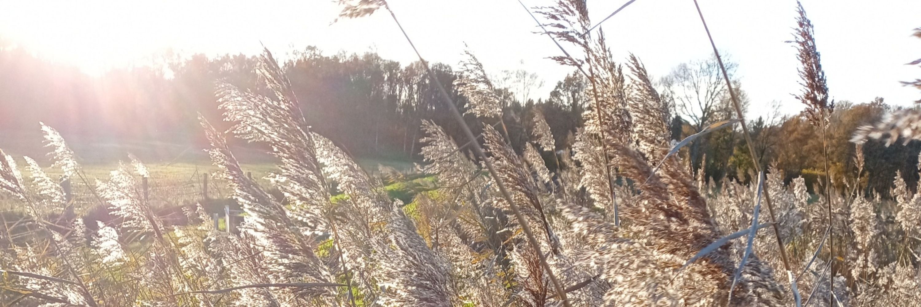 Kolsterke