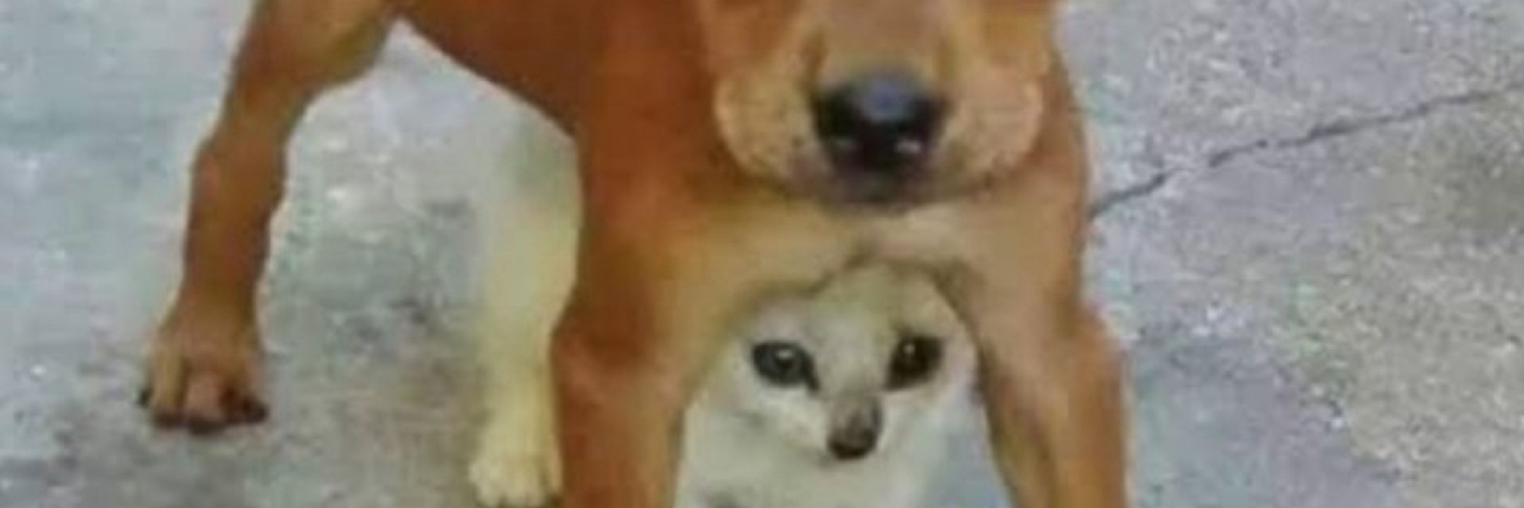 Dyego Lulini
