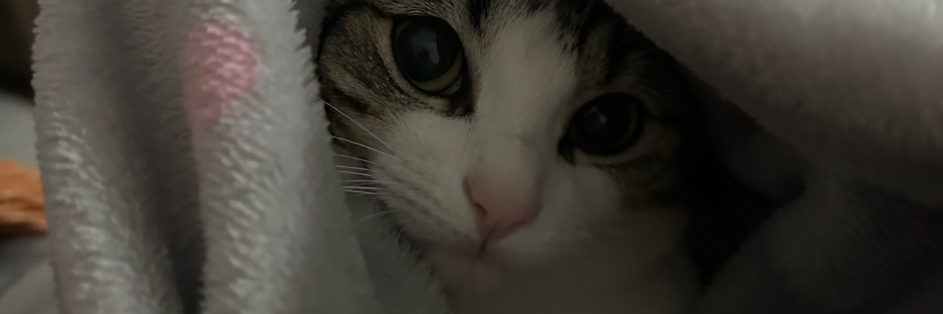 Li