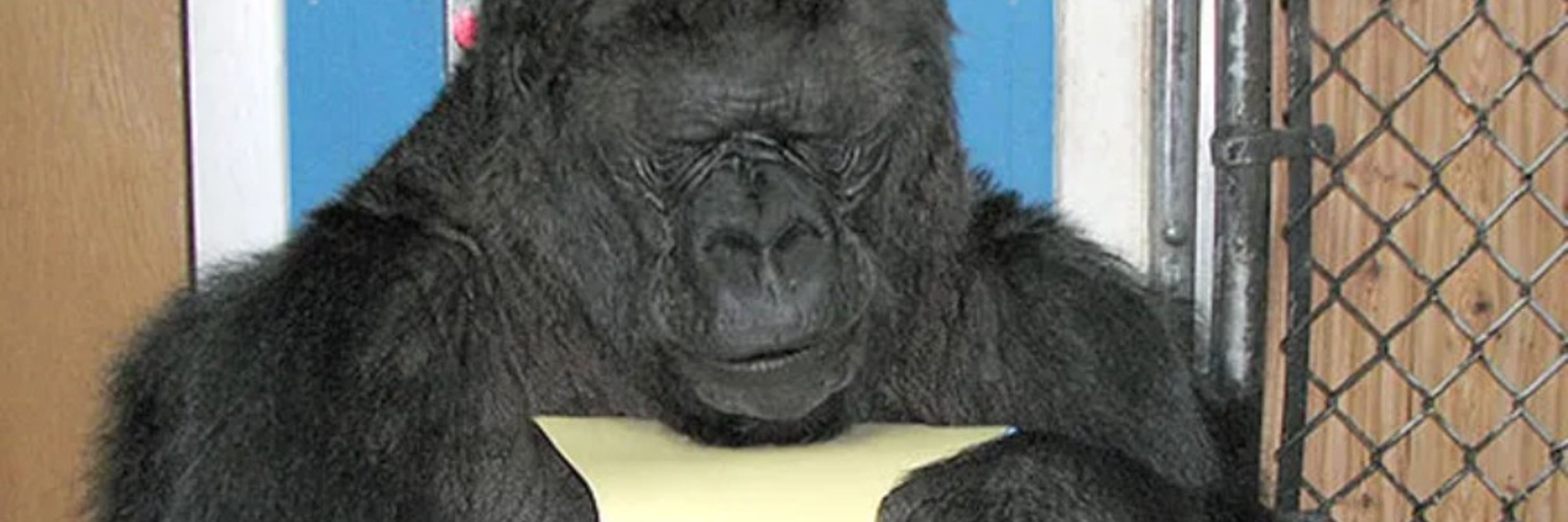 Koko the Gorilla