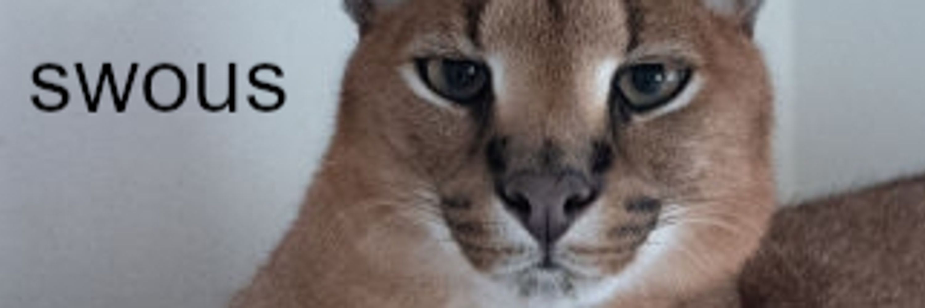 Socks Lynx