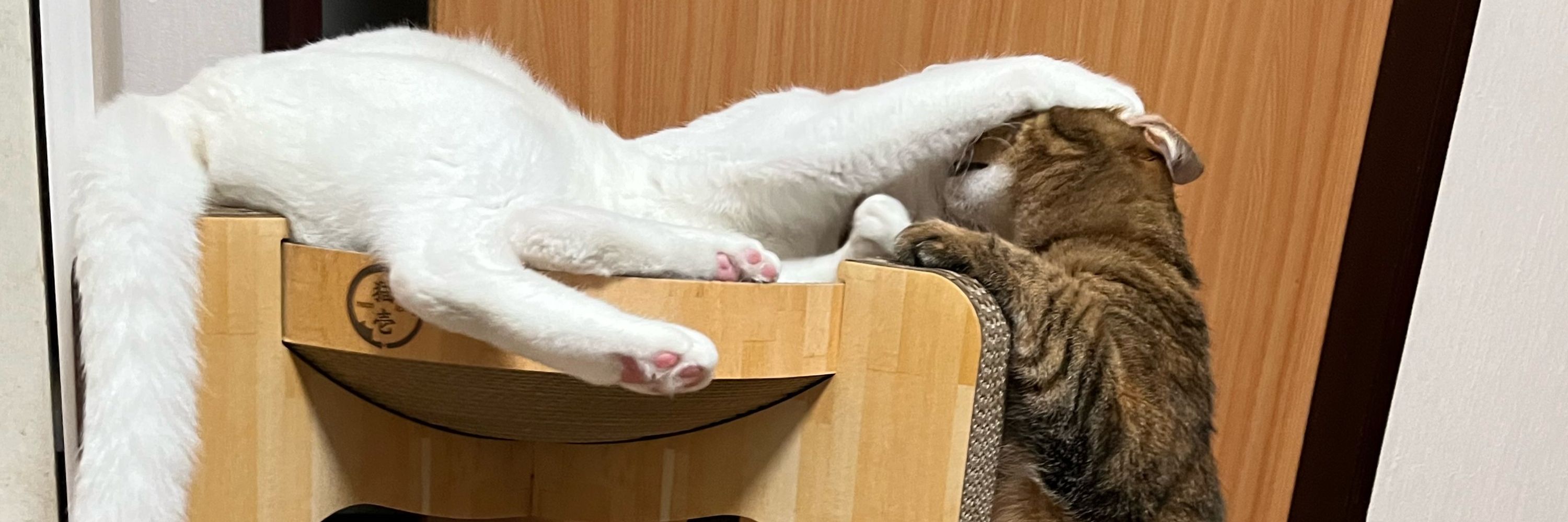 にゃお