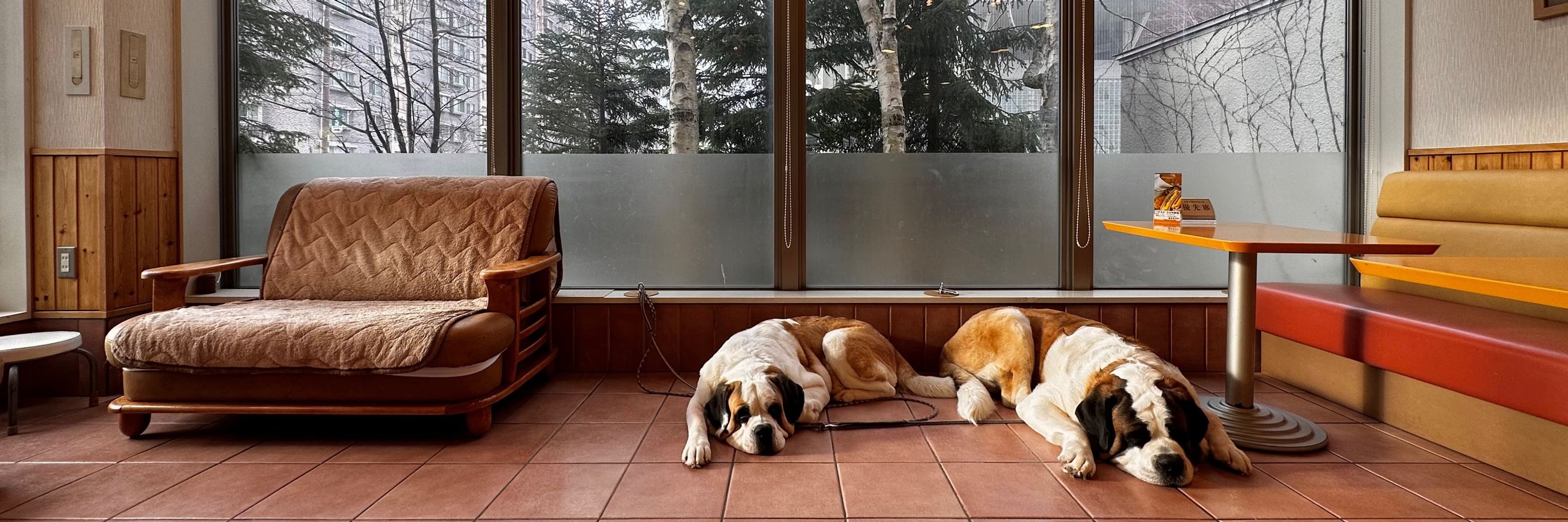 キシイーヌ🐶🐶📷