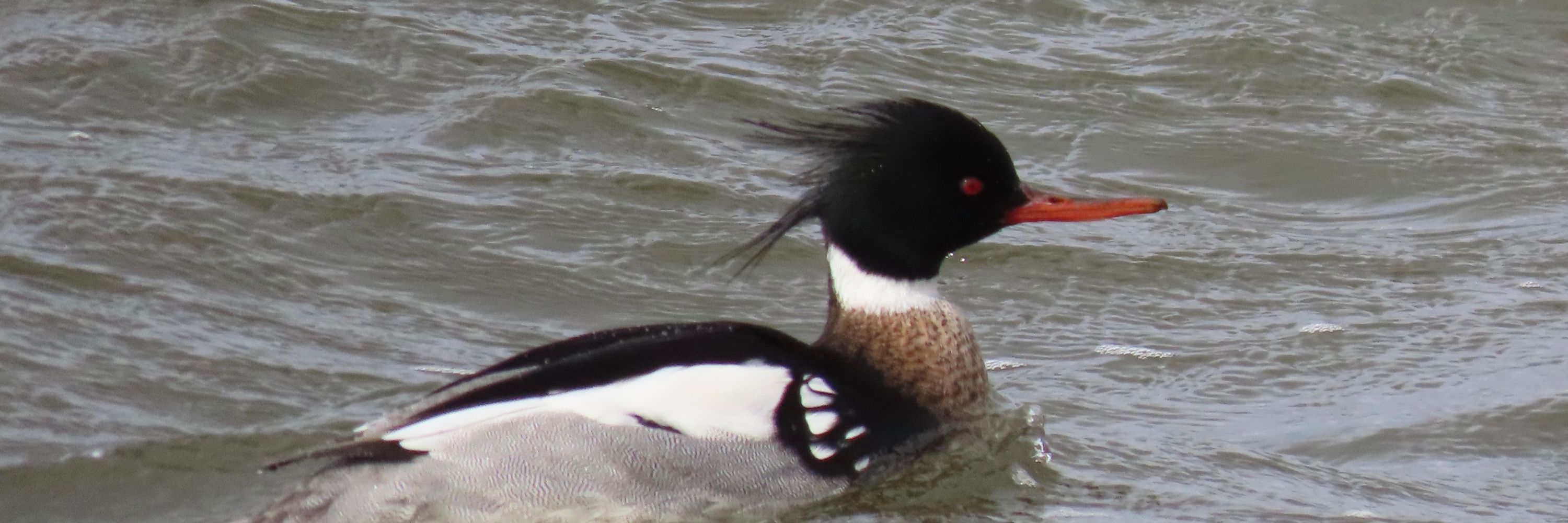 Marius Merganser, Duke of Birds