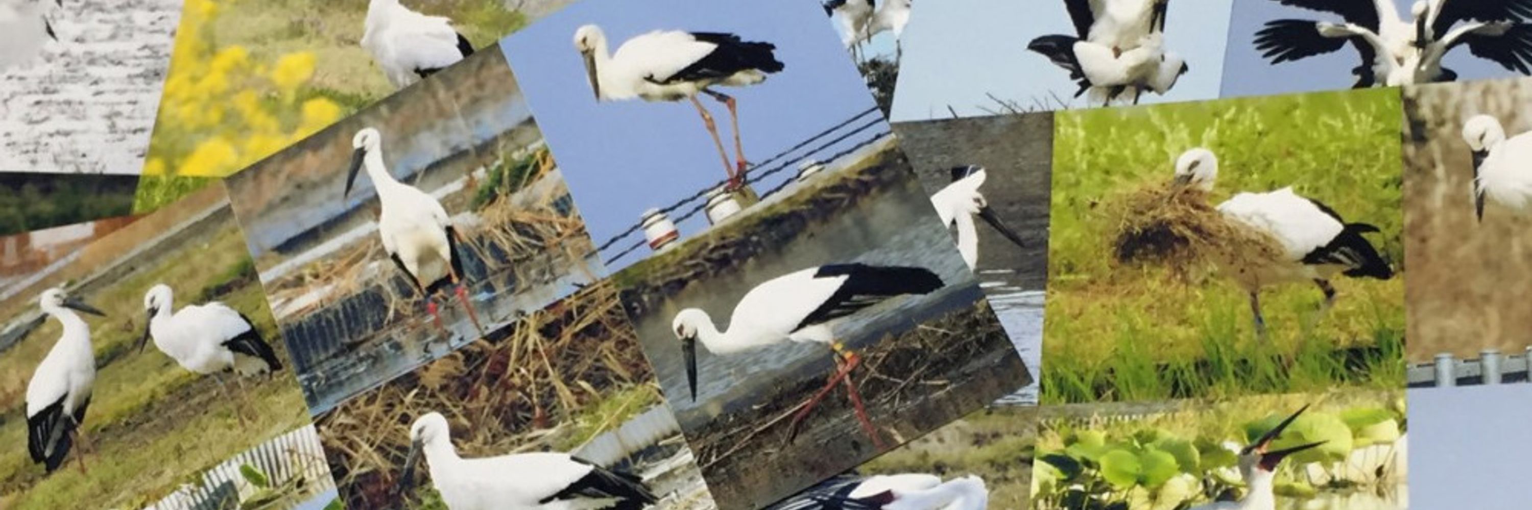 鳴門幸の鳥堂