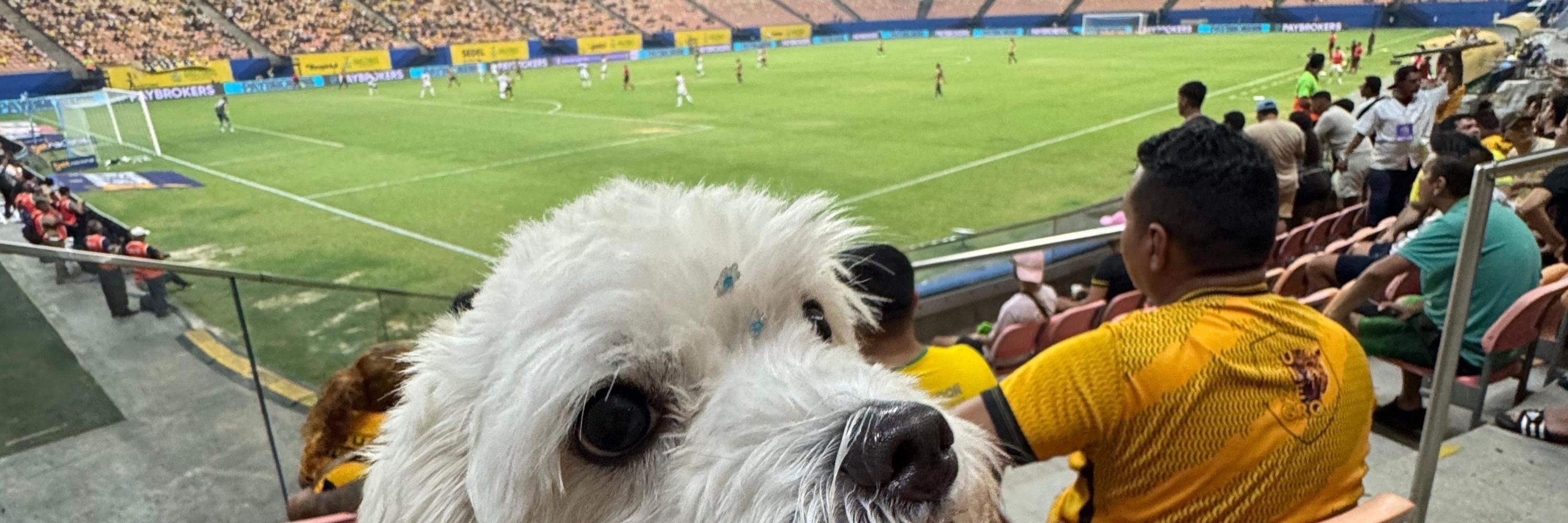 xofanna QUE VIU A PITTY