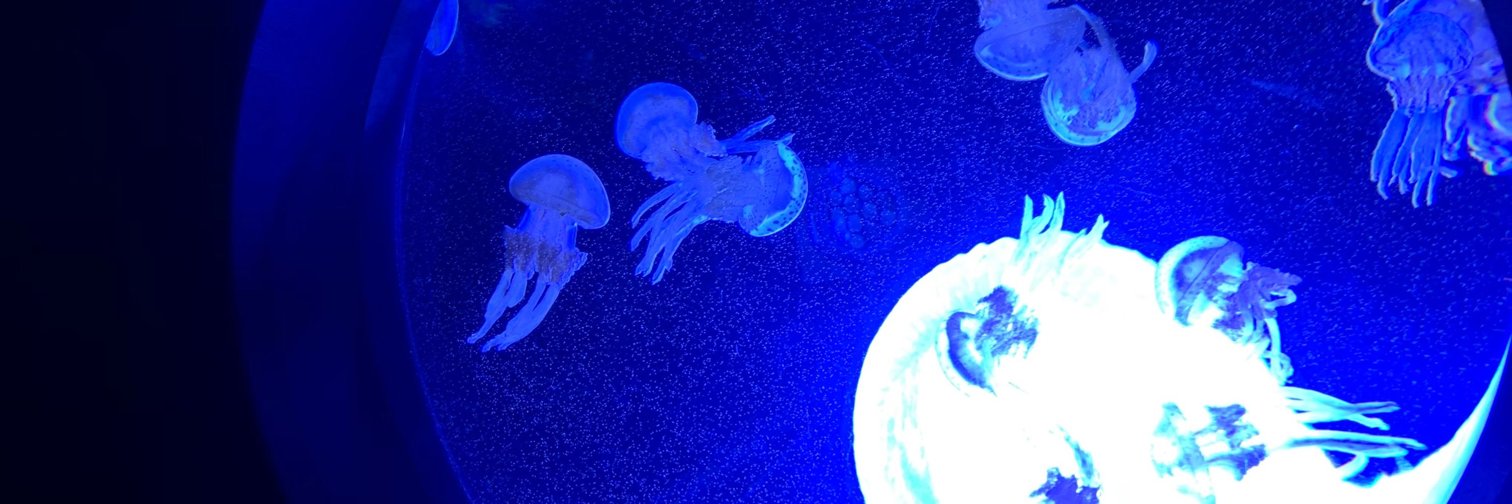 とむ