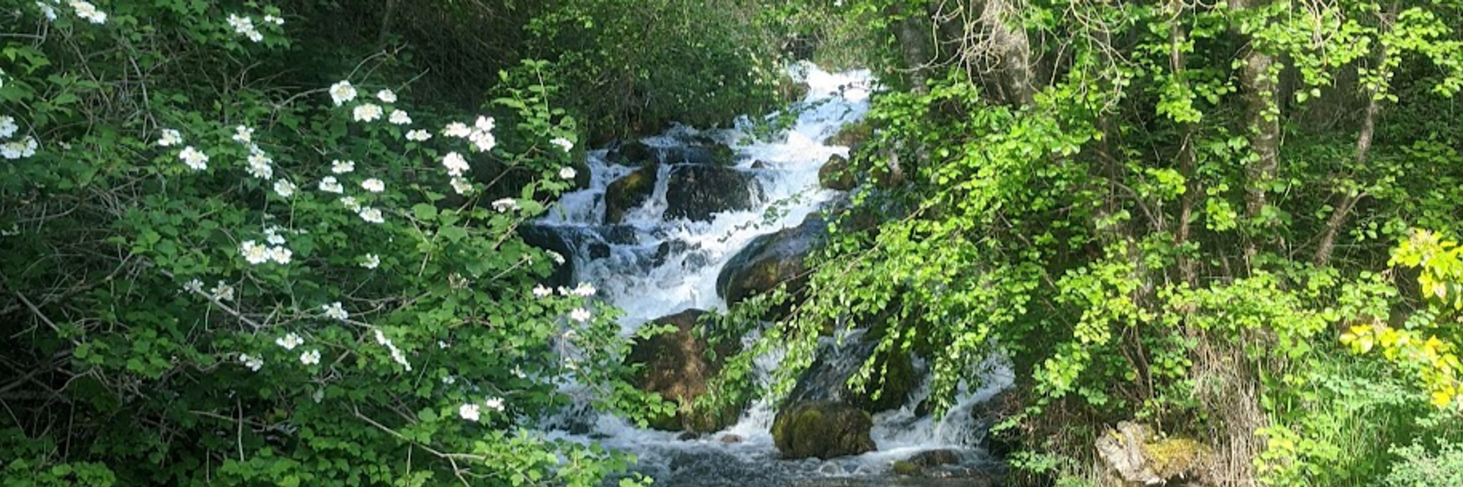 Narides