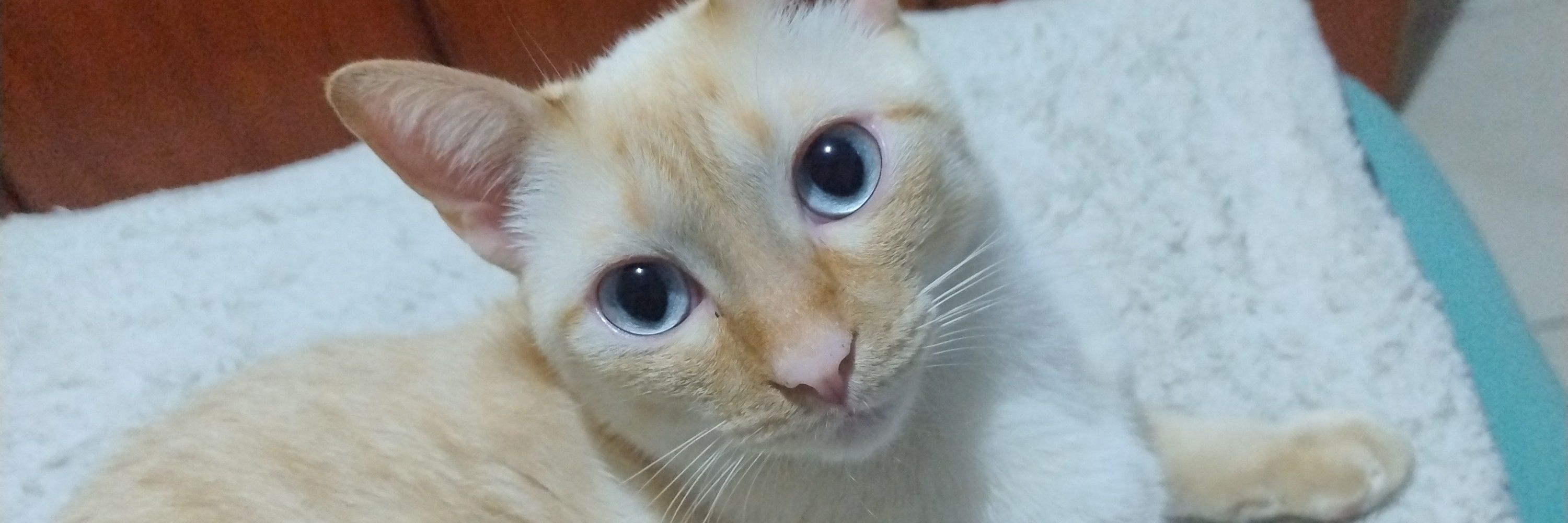 Enzo
