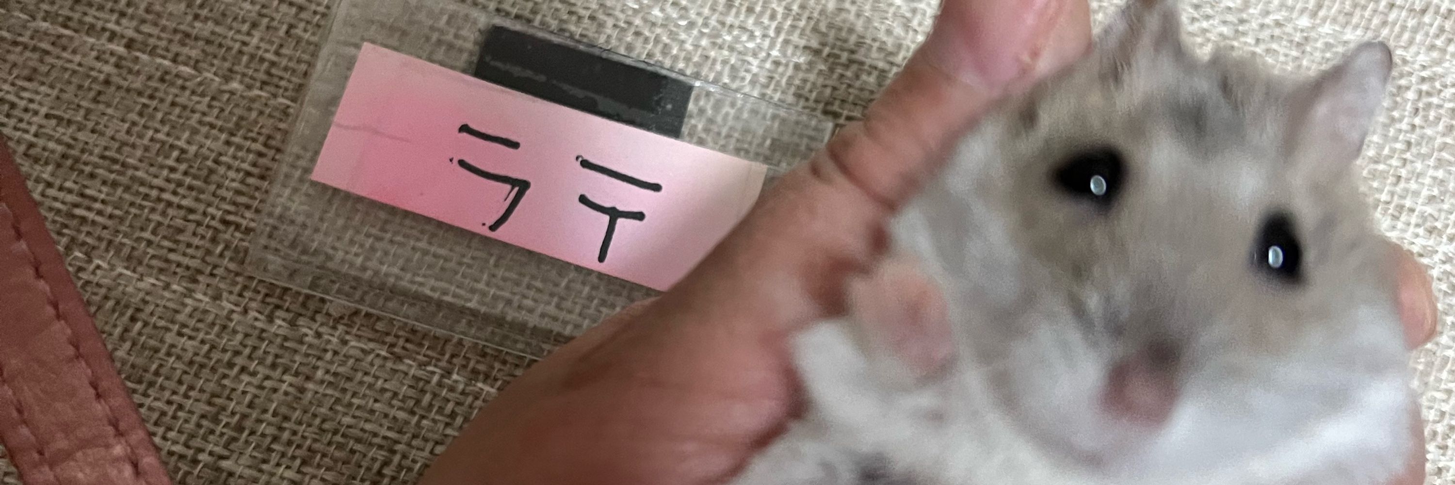 伊藤結湖