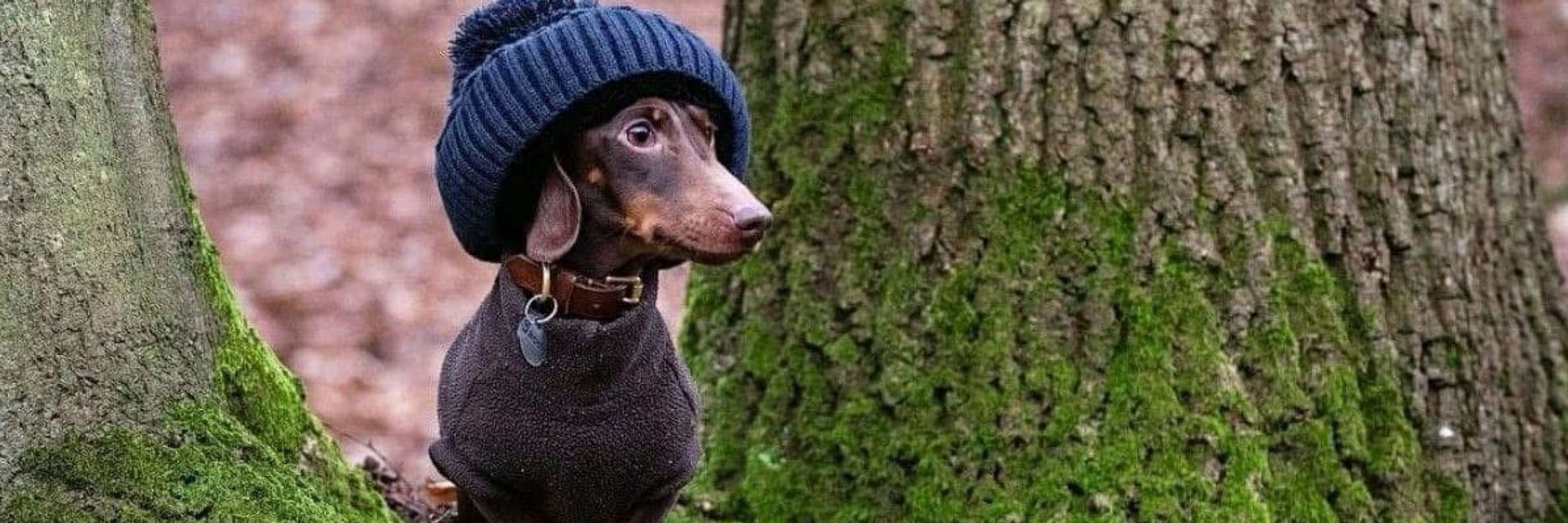 Dachshund puppies for adoption