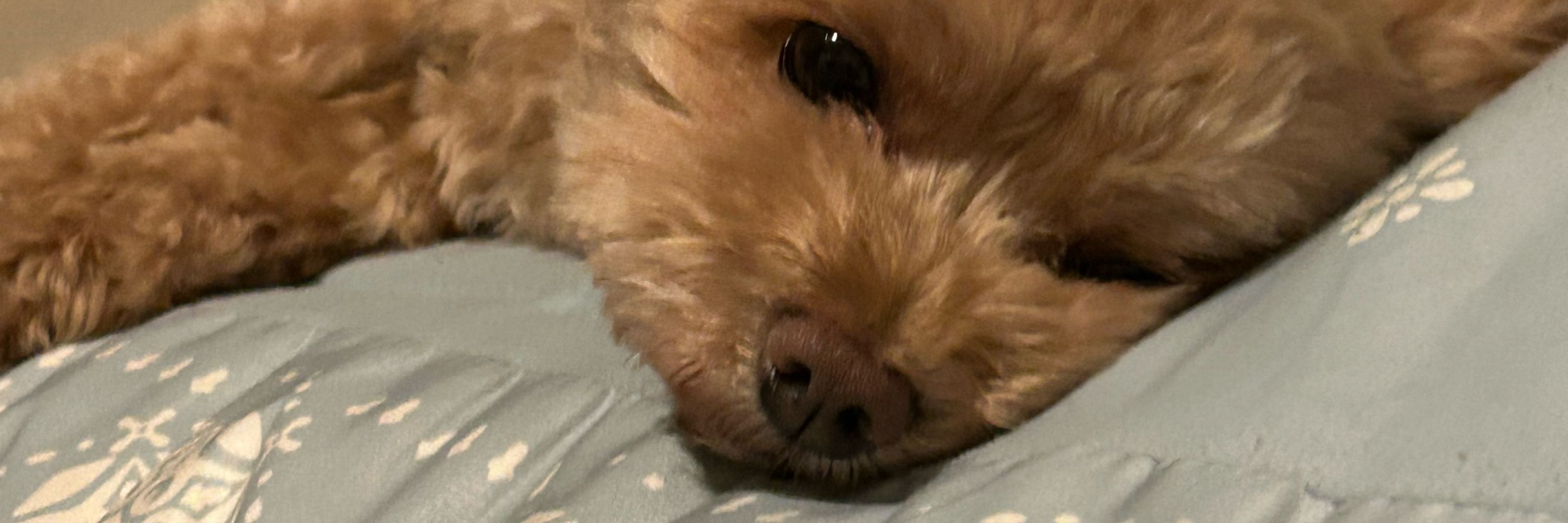 愛犬