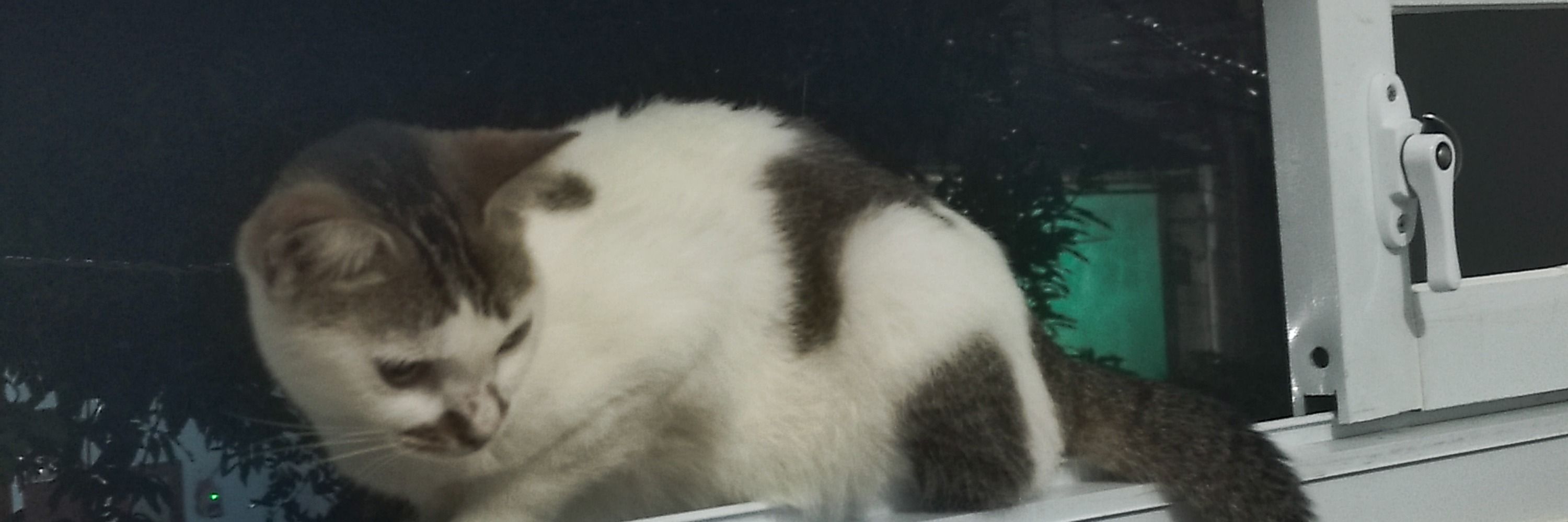 Little cat
