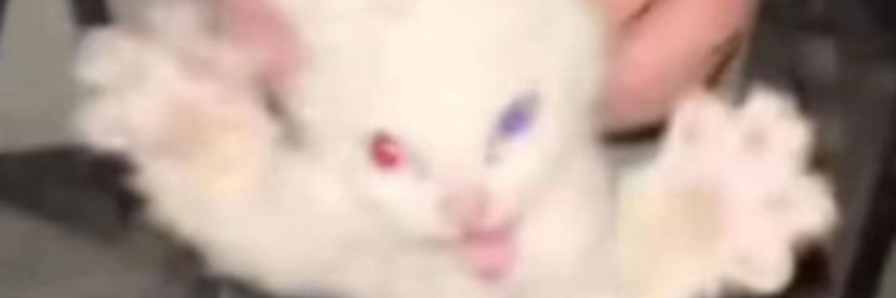 Ruann 