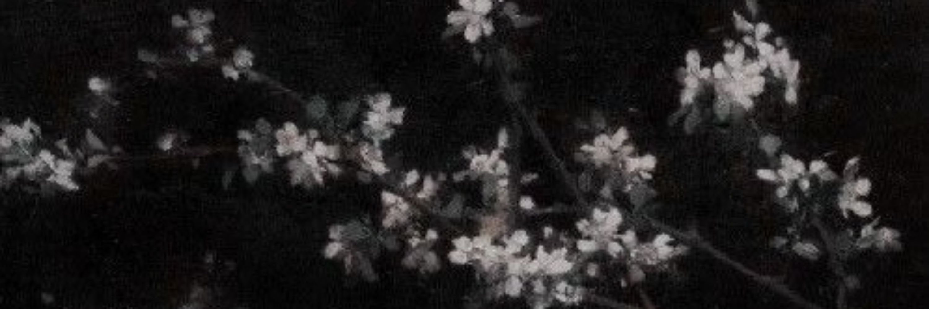 sona ✦