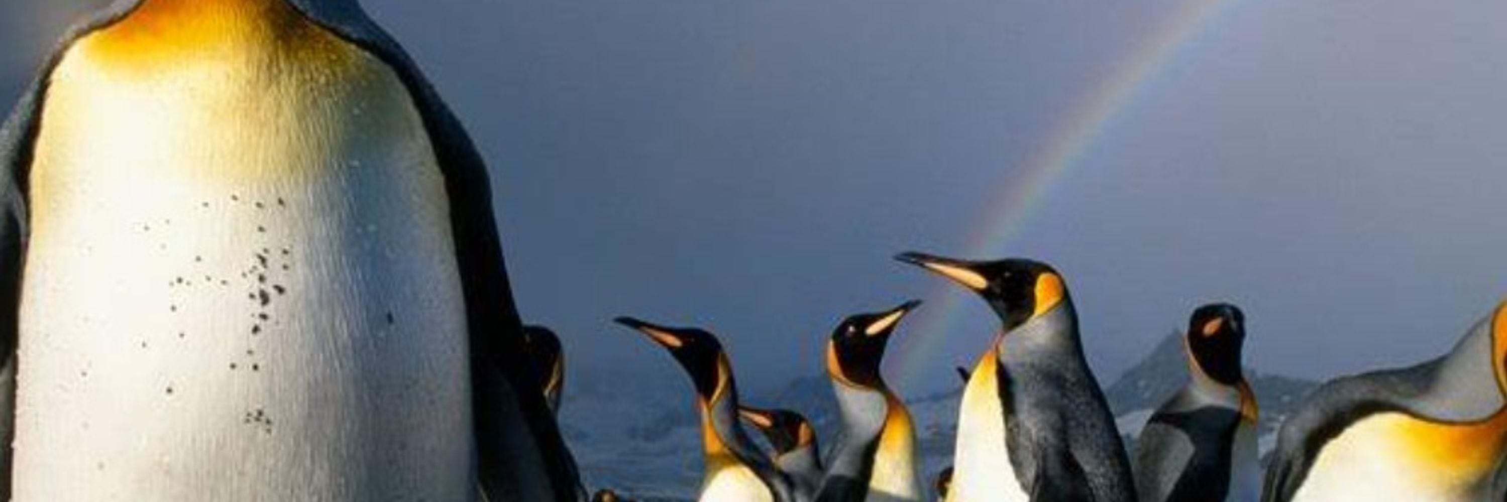 Blue Penguin