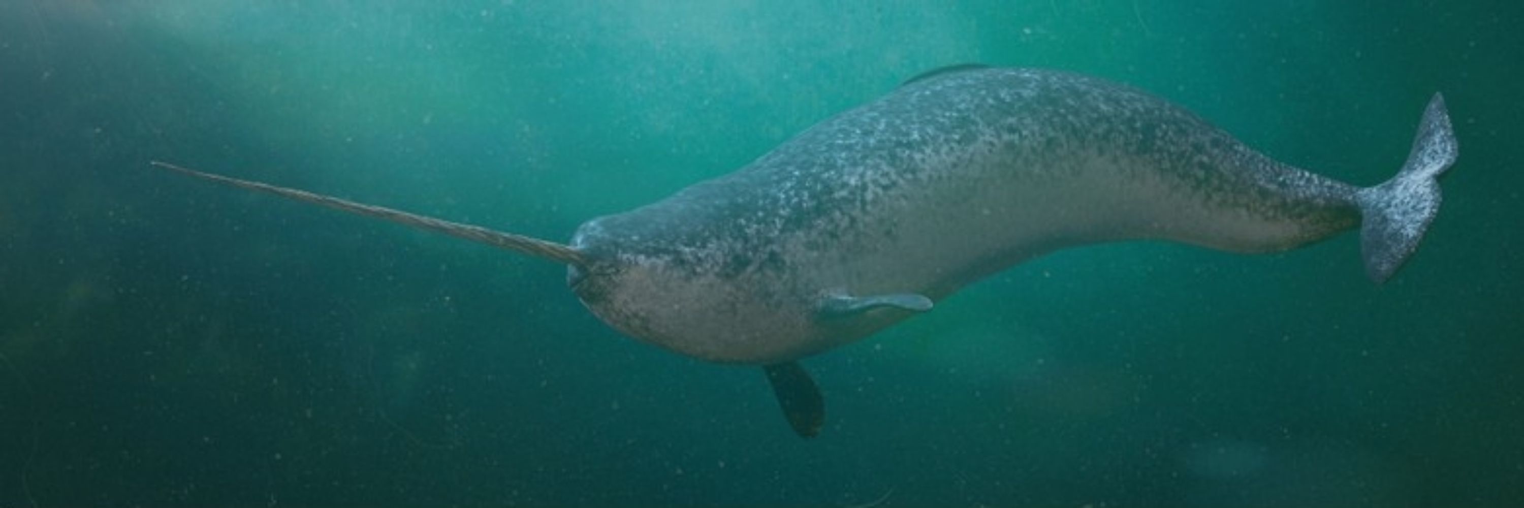 Mama Narwhal
