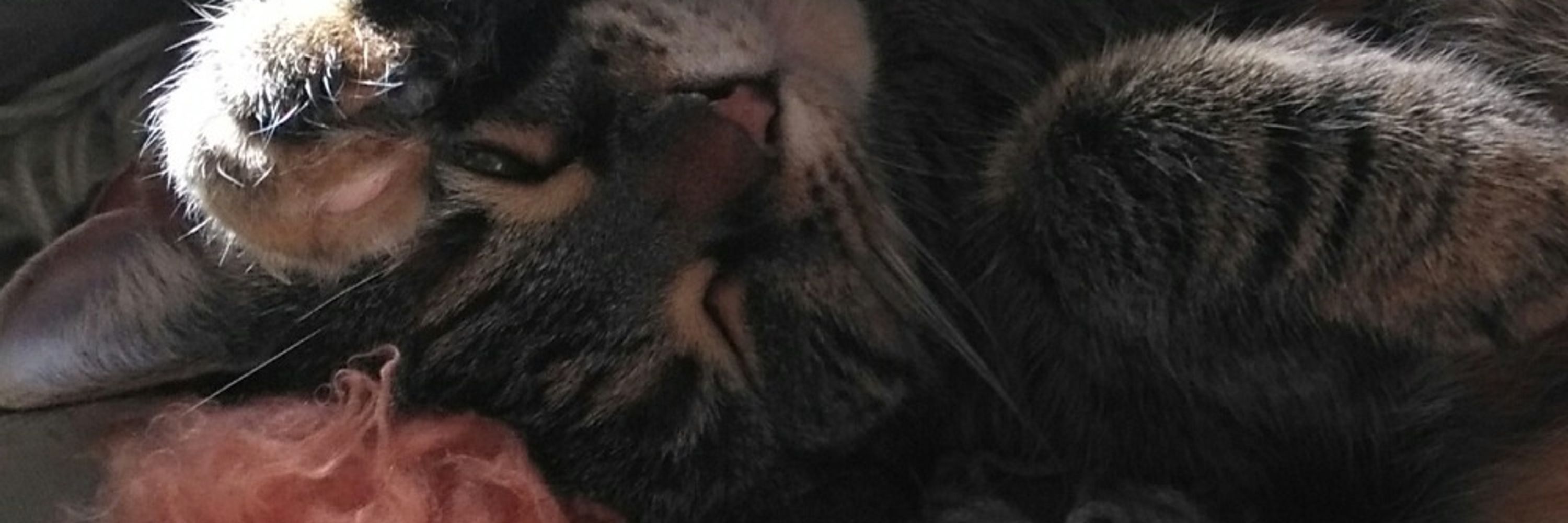 Alan