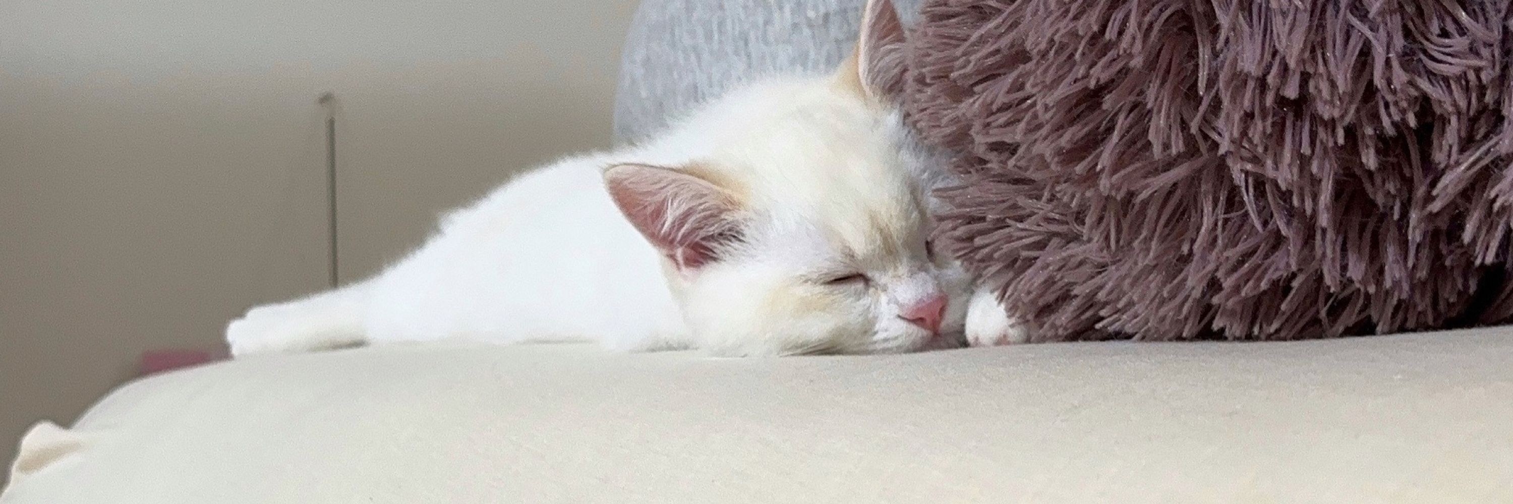 猫のソワが可愛くて