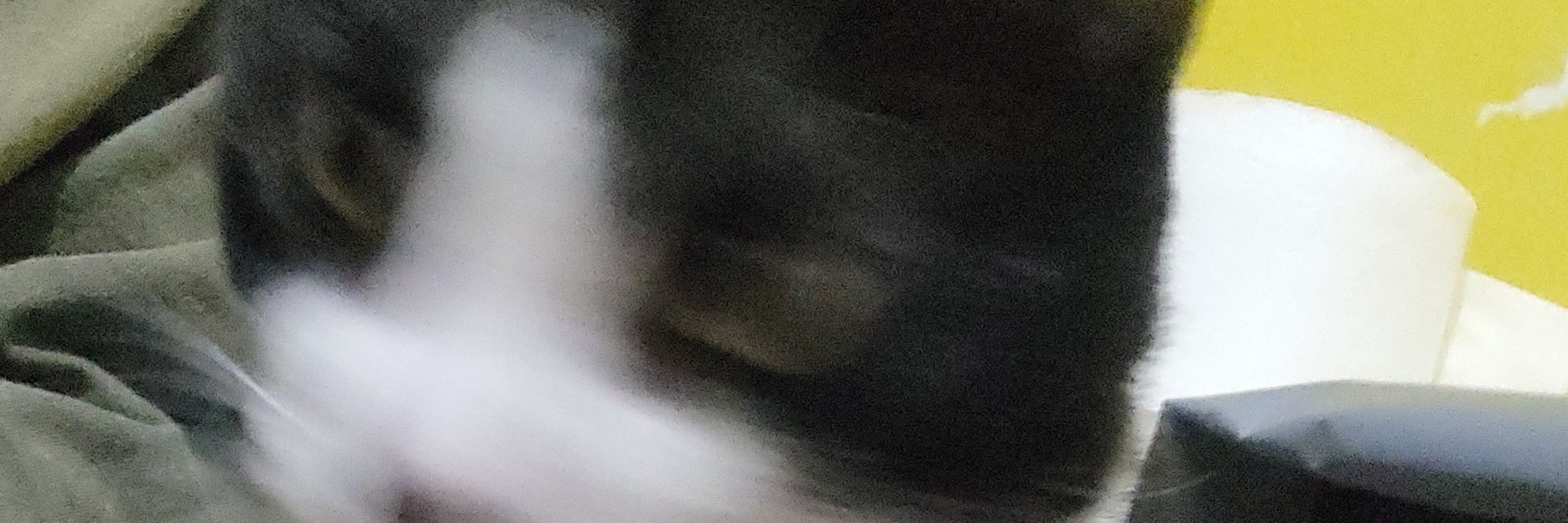 plantomusgo