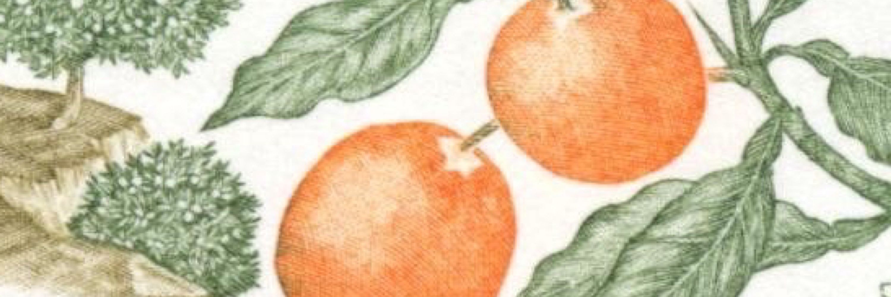 🍊 