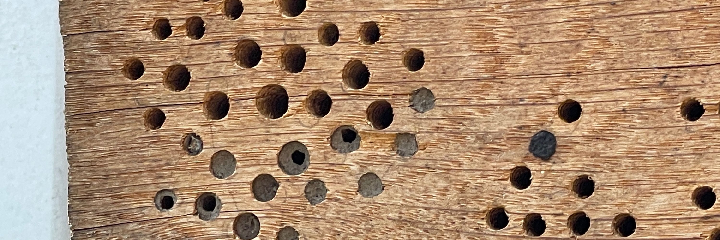 MrWildBee