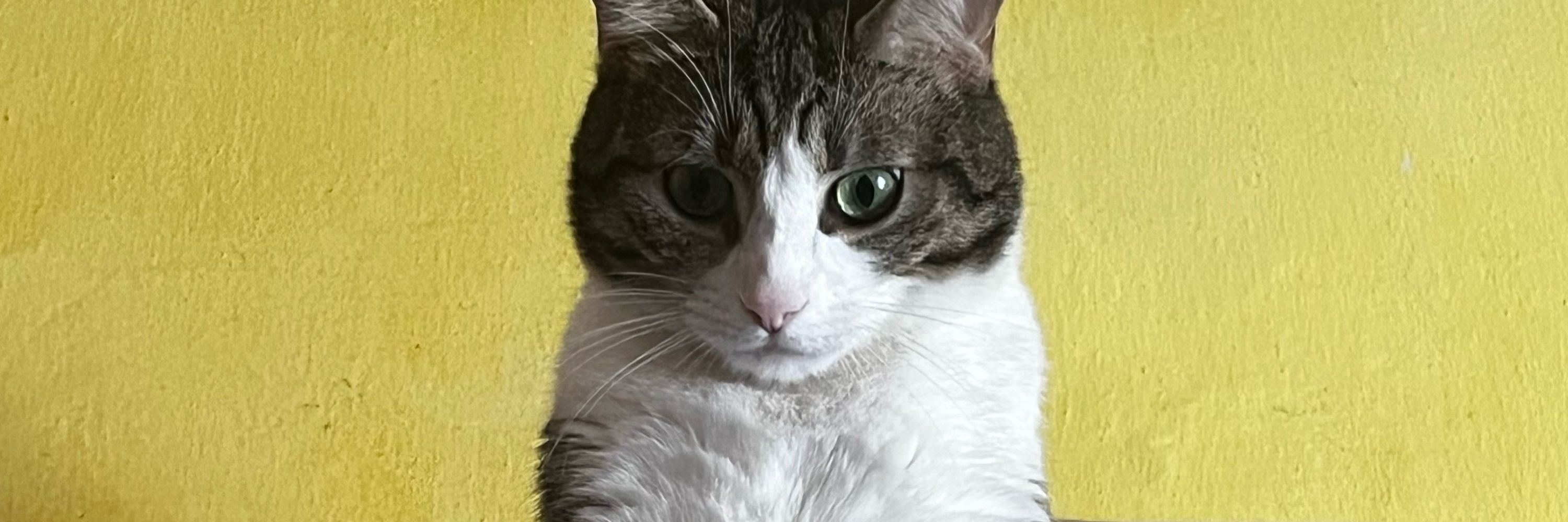 Lyubo