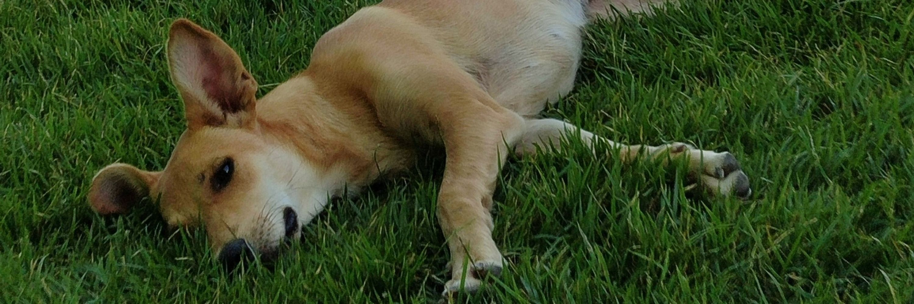 doug