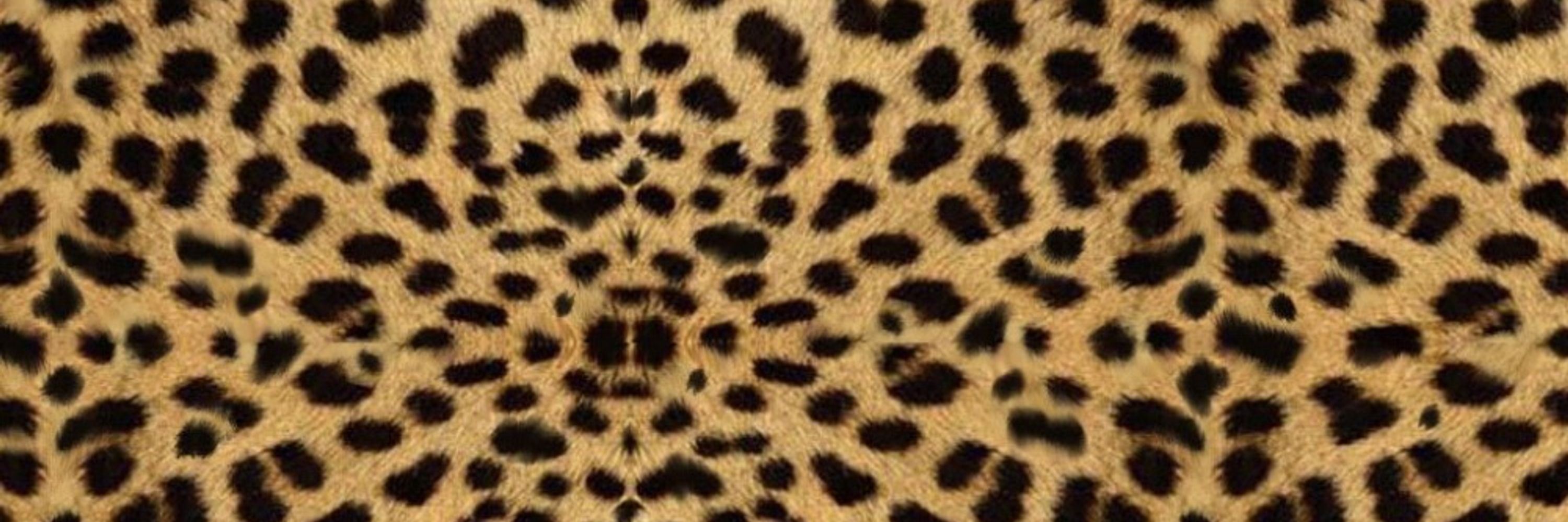 Copper Cheetah
