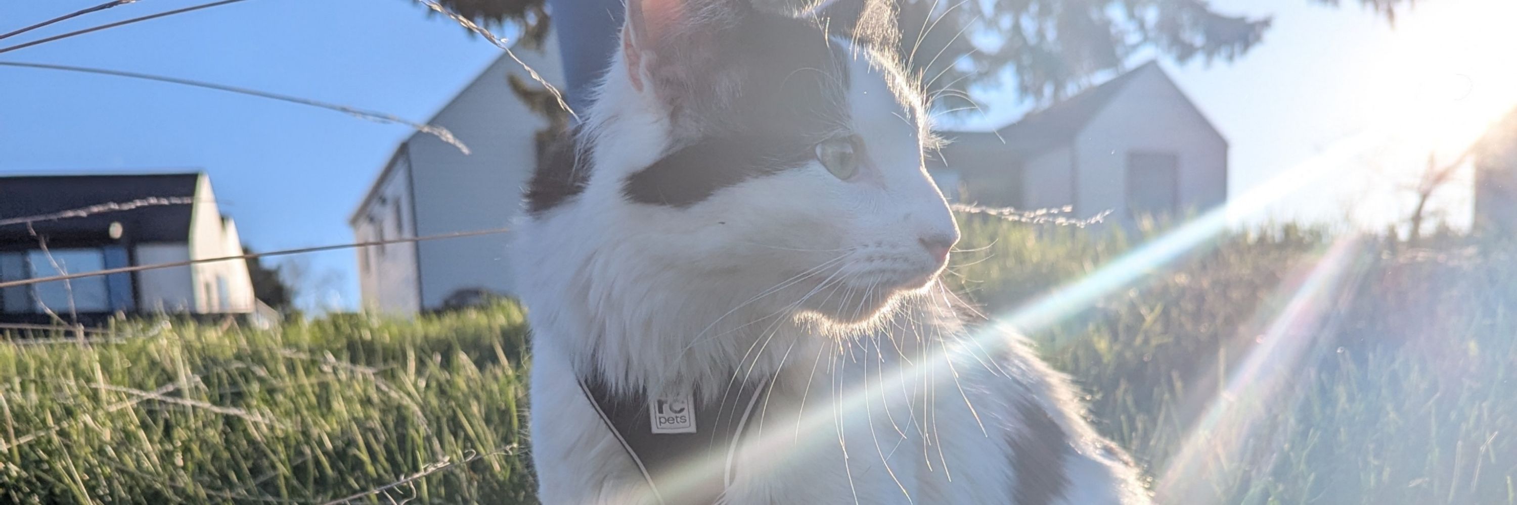 Gizmo the Wobbly Cat