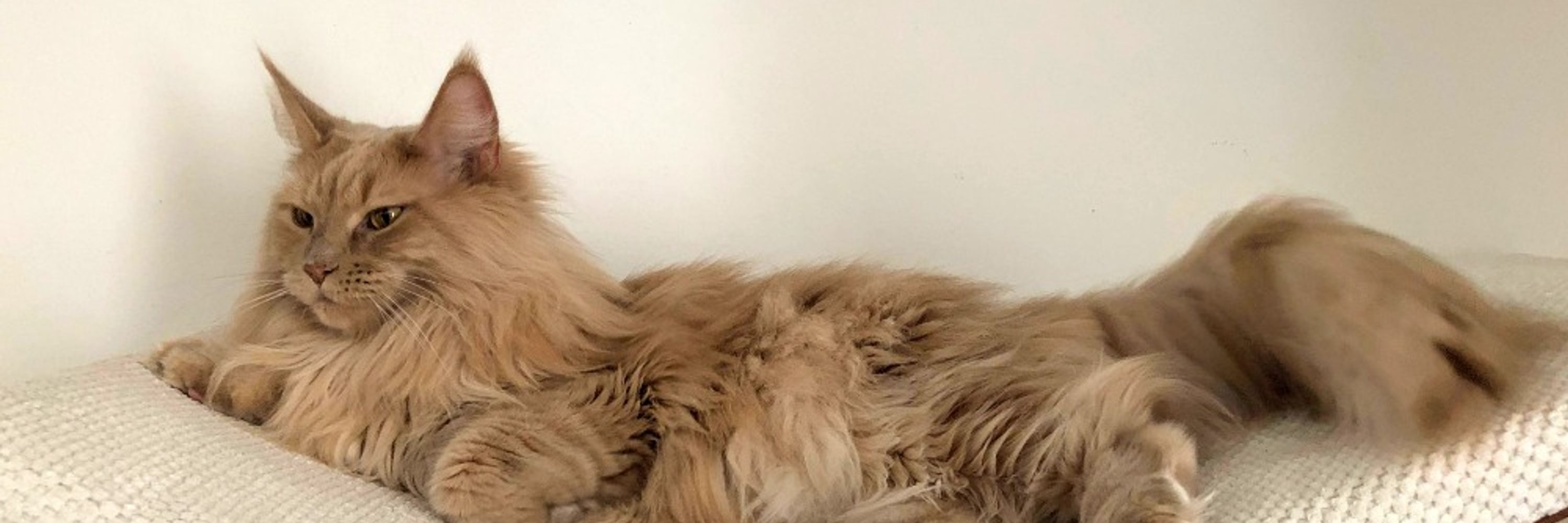 mimiMainecoon