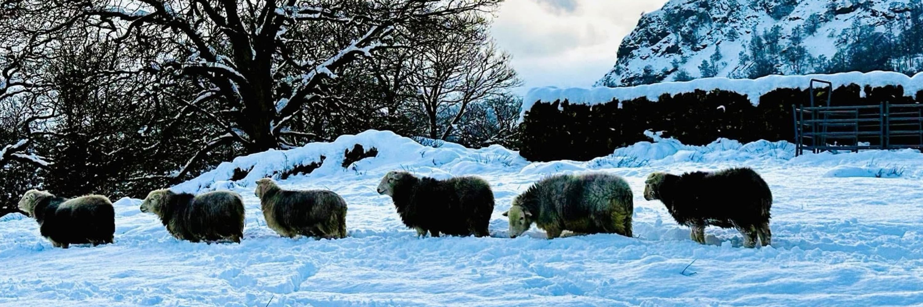 Herdwick Sheep
