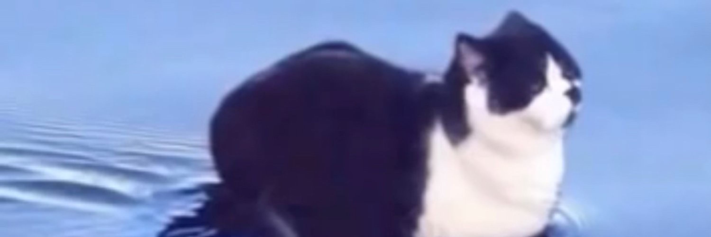Local Catbat