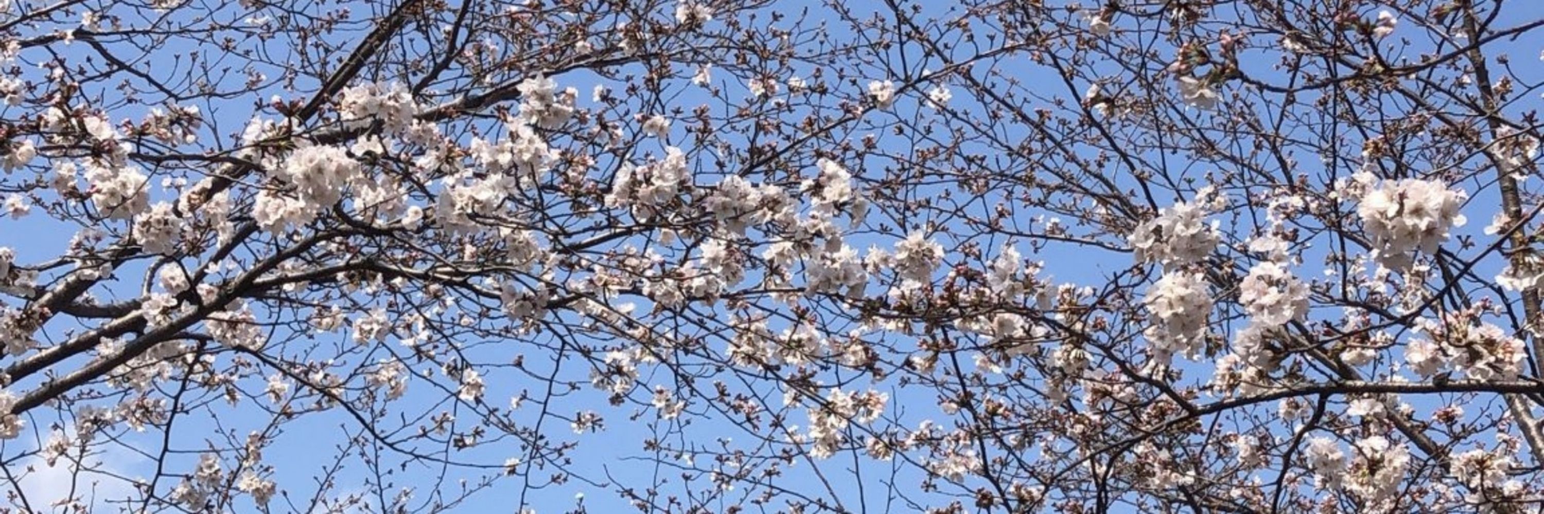 Gökçen Bayram