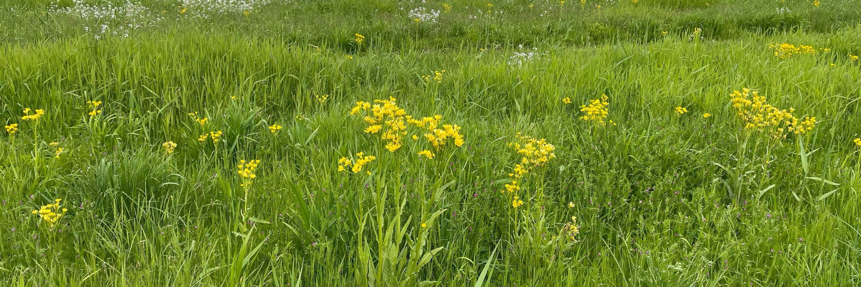 きょーの