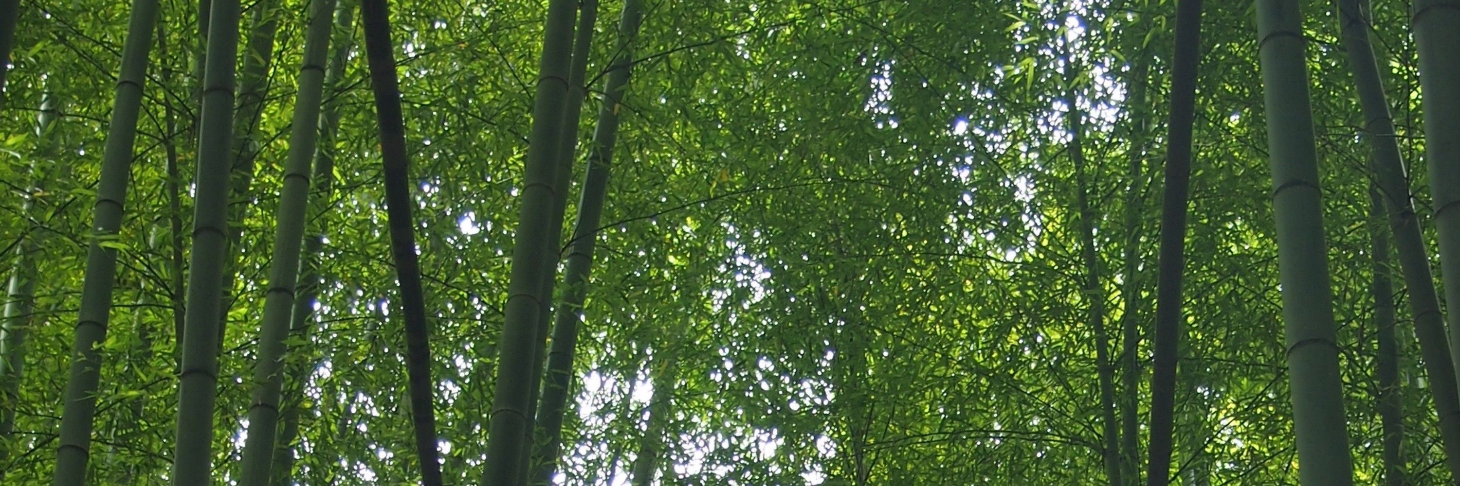 omochi