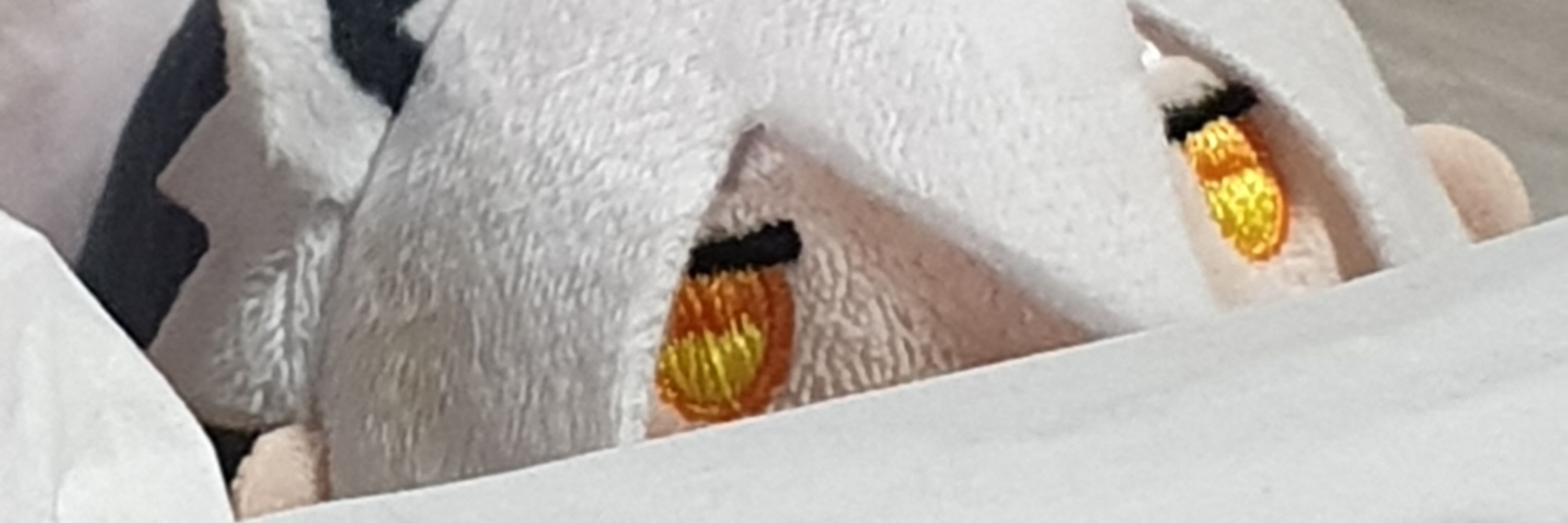 고요속의외침