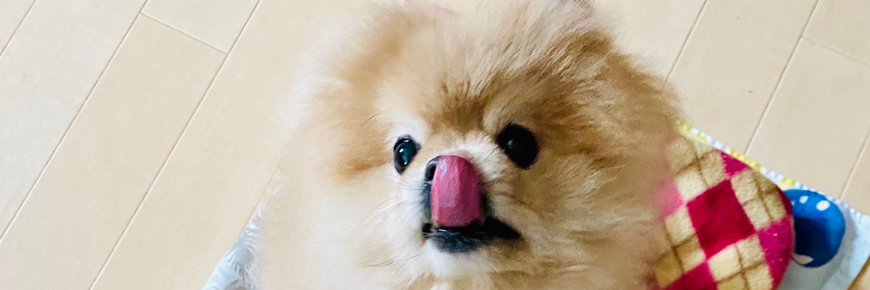 高階樹