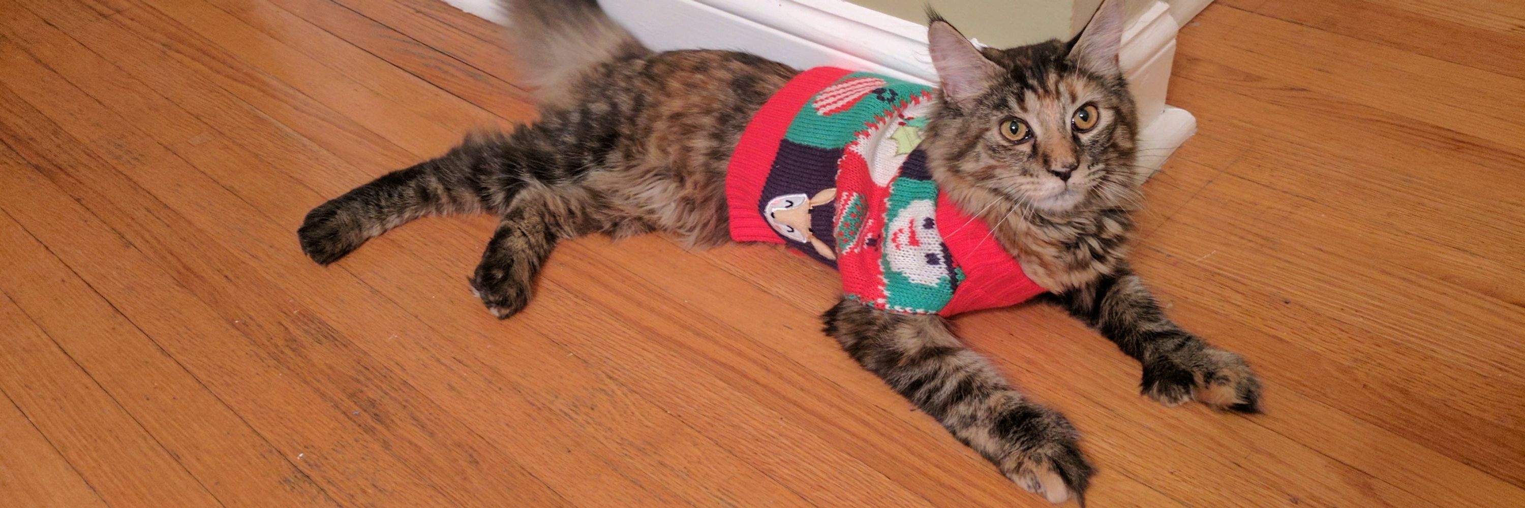 Maeve The Cat
