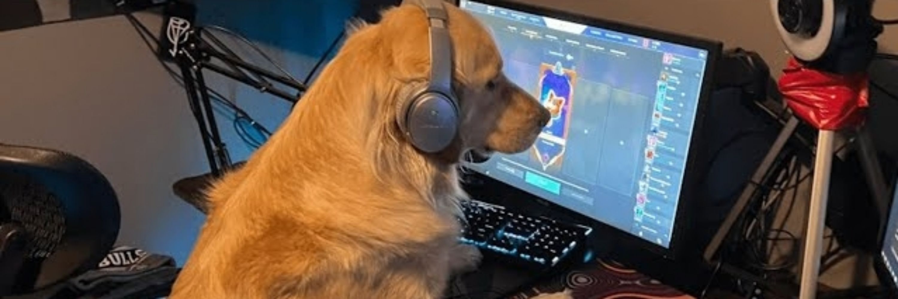 Dog