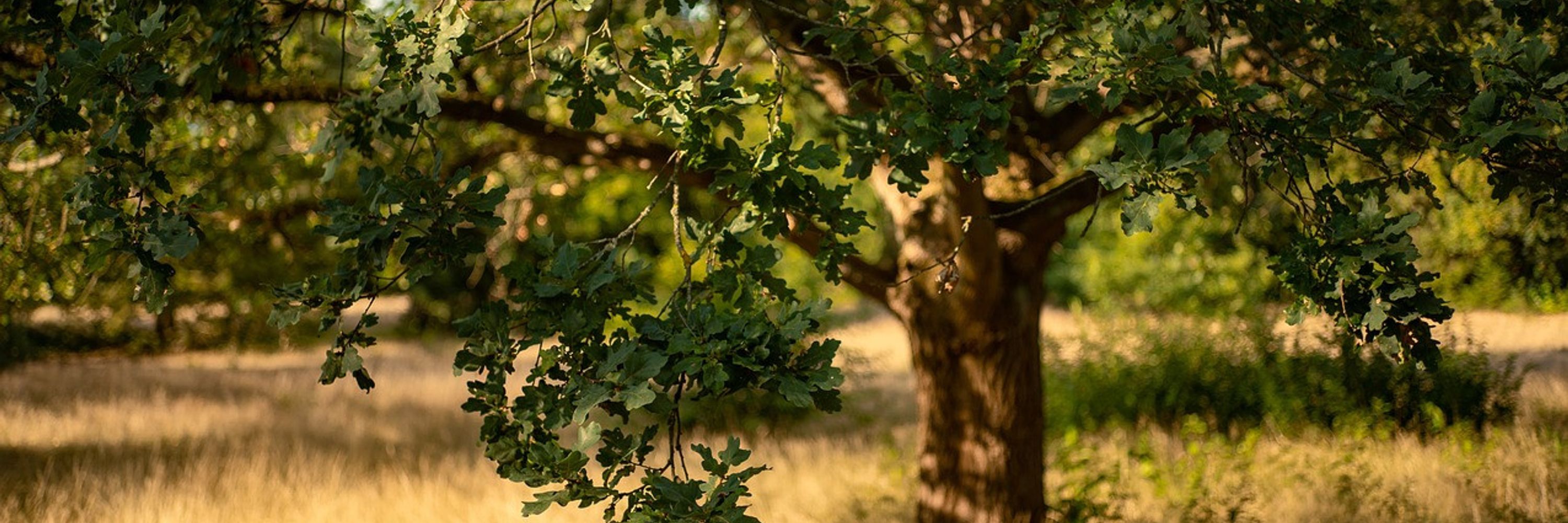 Oak