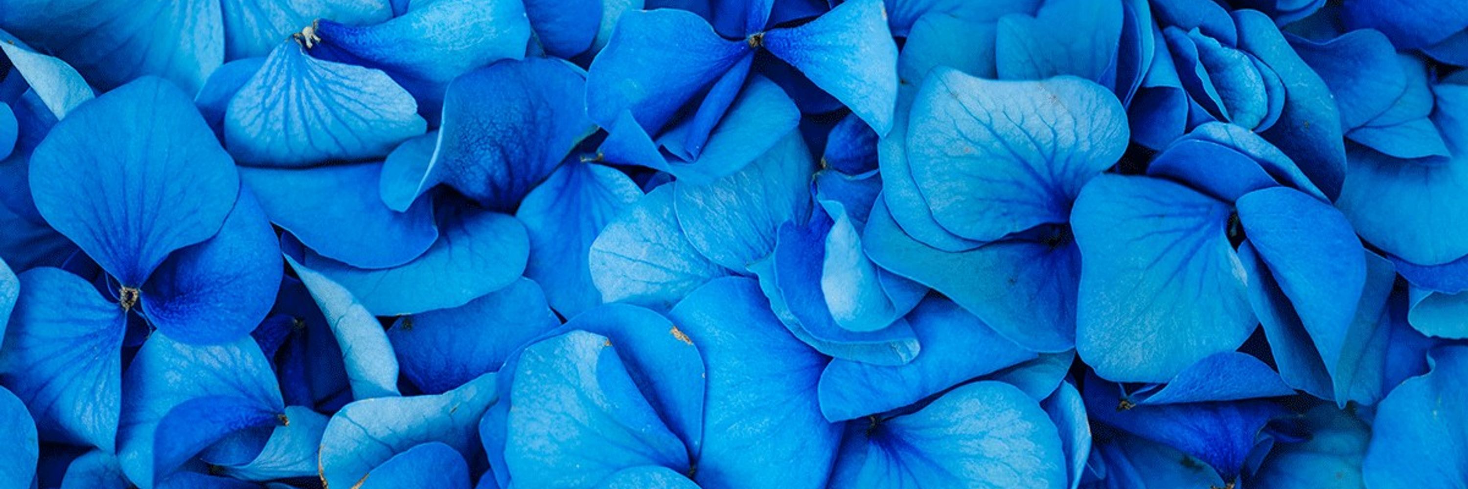 Blueryai