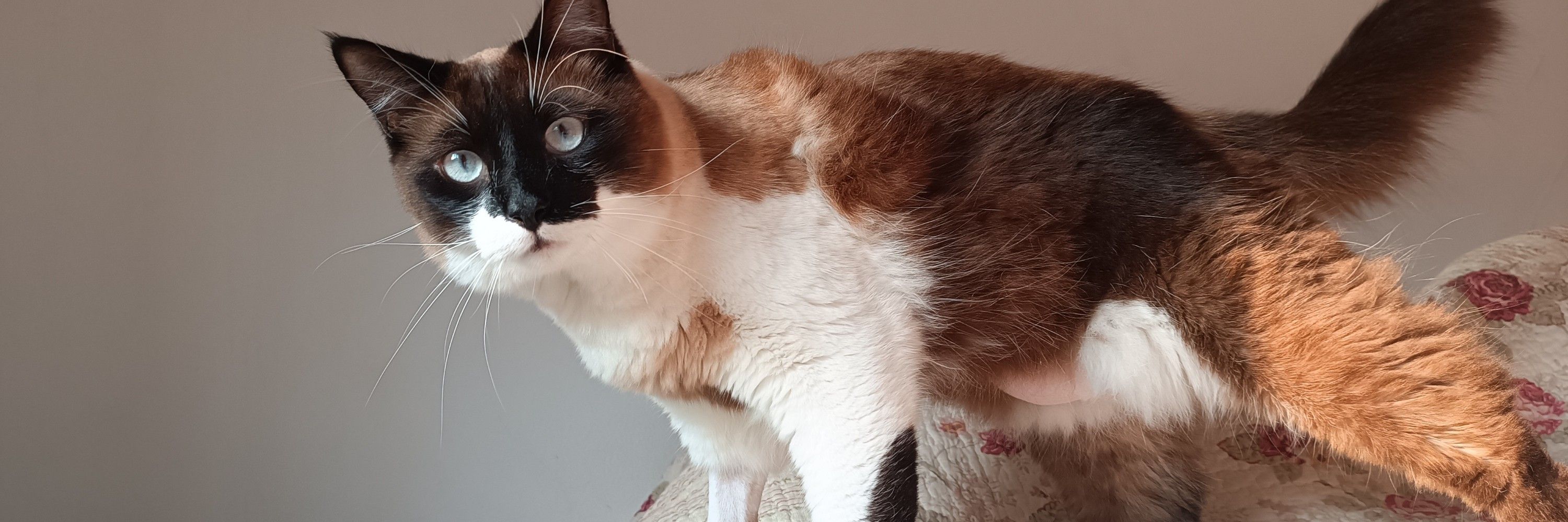 Bibi